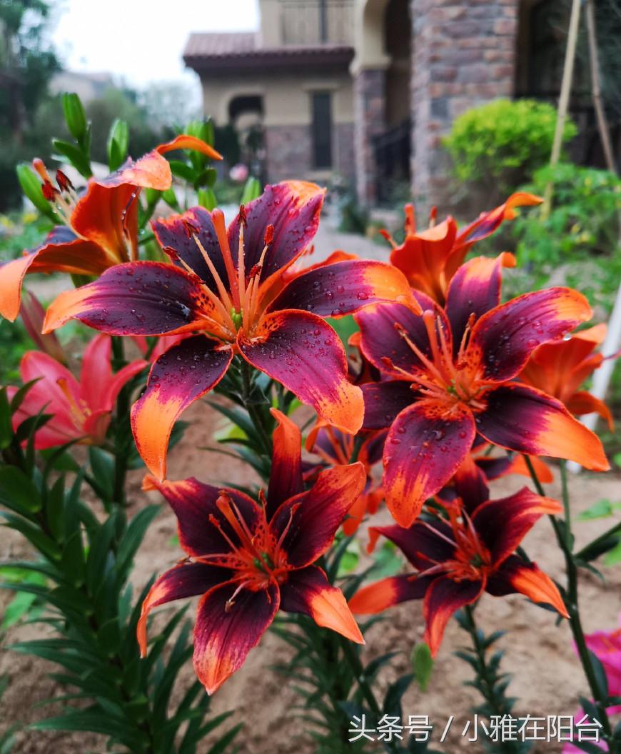 秋天种盆它,比吊兰还好养,开花一丛丛,花香满屋