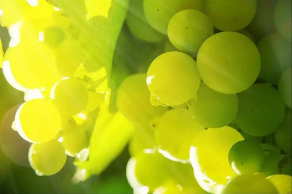 葡萄采摘园观光旅游,采摘葡萄一日游优质推荐