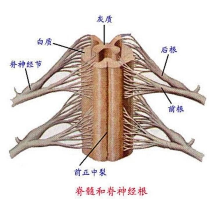 腰椎间盘突出压迫神经大小便失禁,腰椎间盘突出术后大小便失禁半年