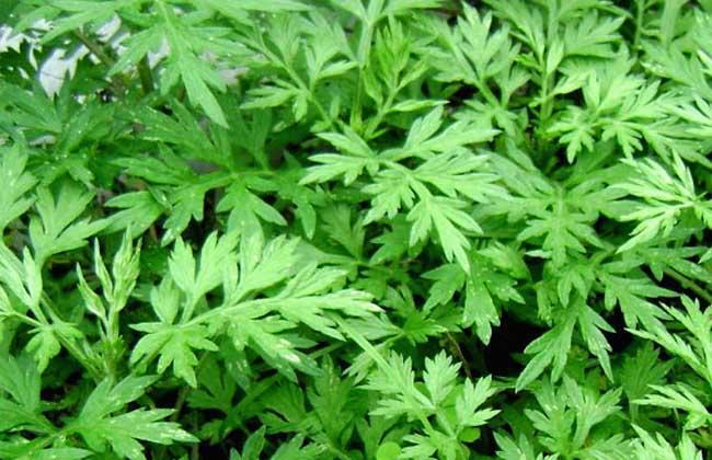 每天洗脚放姜好不好,洗脚时加什么能去除体内湿气