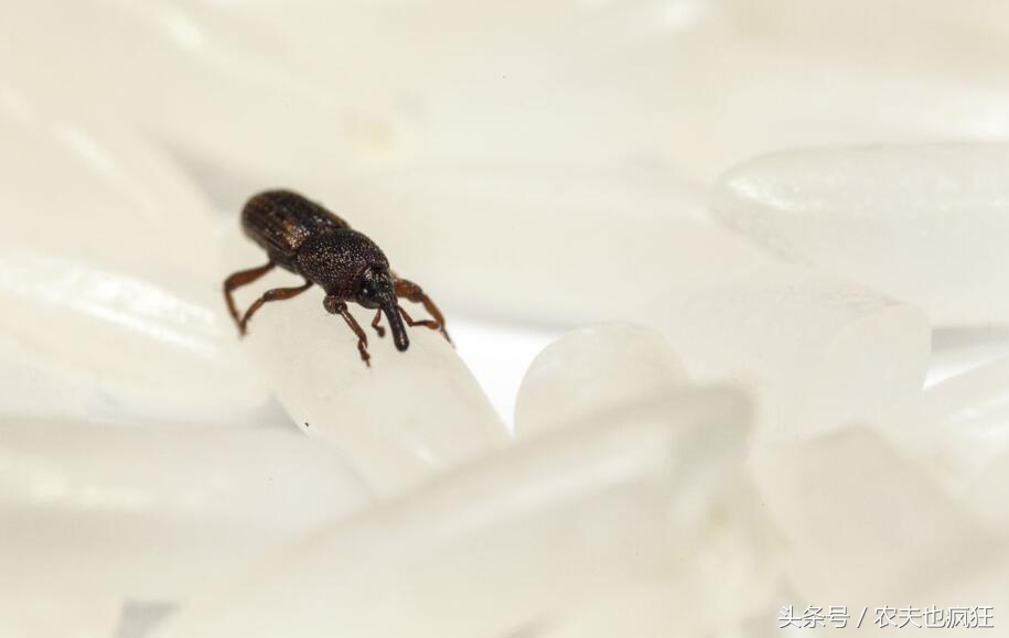 盘点小时候在农村罕见的害虫,常见的害虫像黑芝麻一样