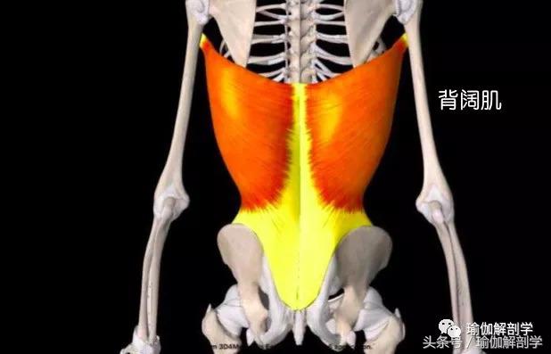 肩膀僵硬紧绷怎么缓解用什么中药,肩膀僵硬疼痛怎么办