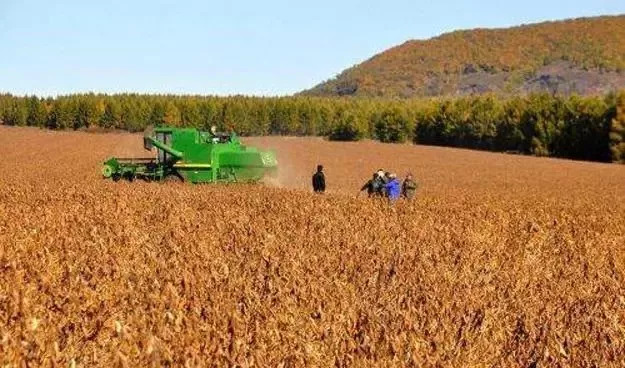 全国玉米产量最高的品种,全国玉米最高产的有哪几个