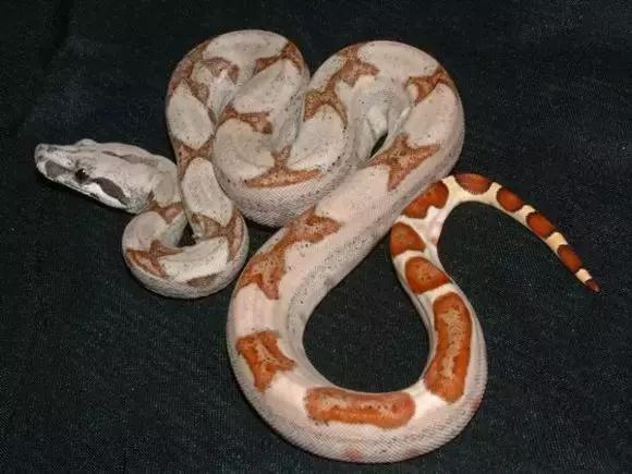 蛇和蟒和蚺都是什么物种,蛇蟒蚺蛟的区别