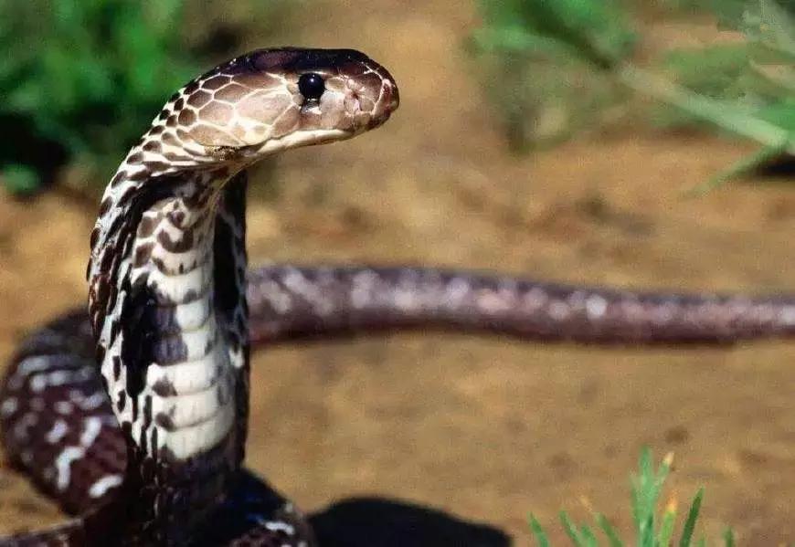 蛇和蟒和蚺都是什么物种,蛇蟒蚺蛟的区别