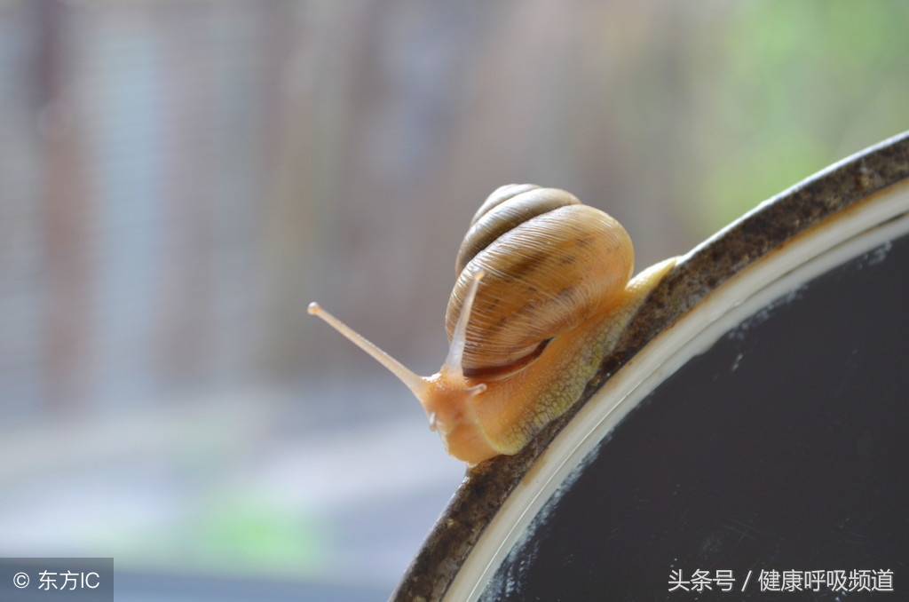 慢阻肺患者痰多怎么办,慢阻肺咳痰多吃什么药