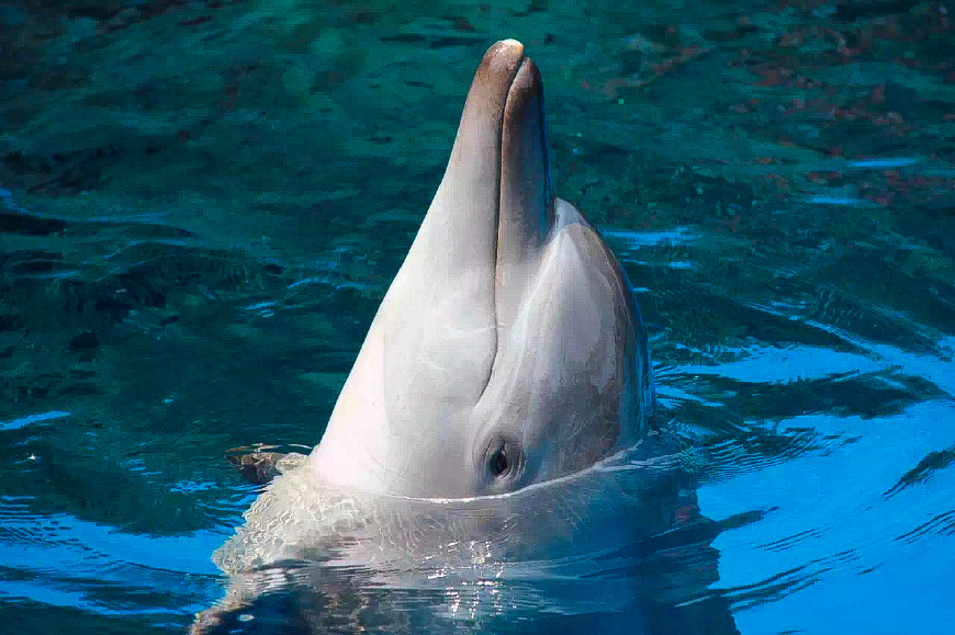 珠海长隆海洋王国亲子游攻略最新,长隆海洋世界亲子游攻略企鹅