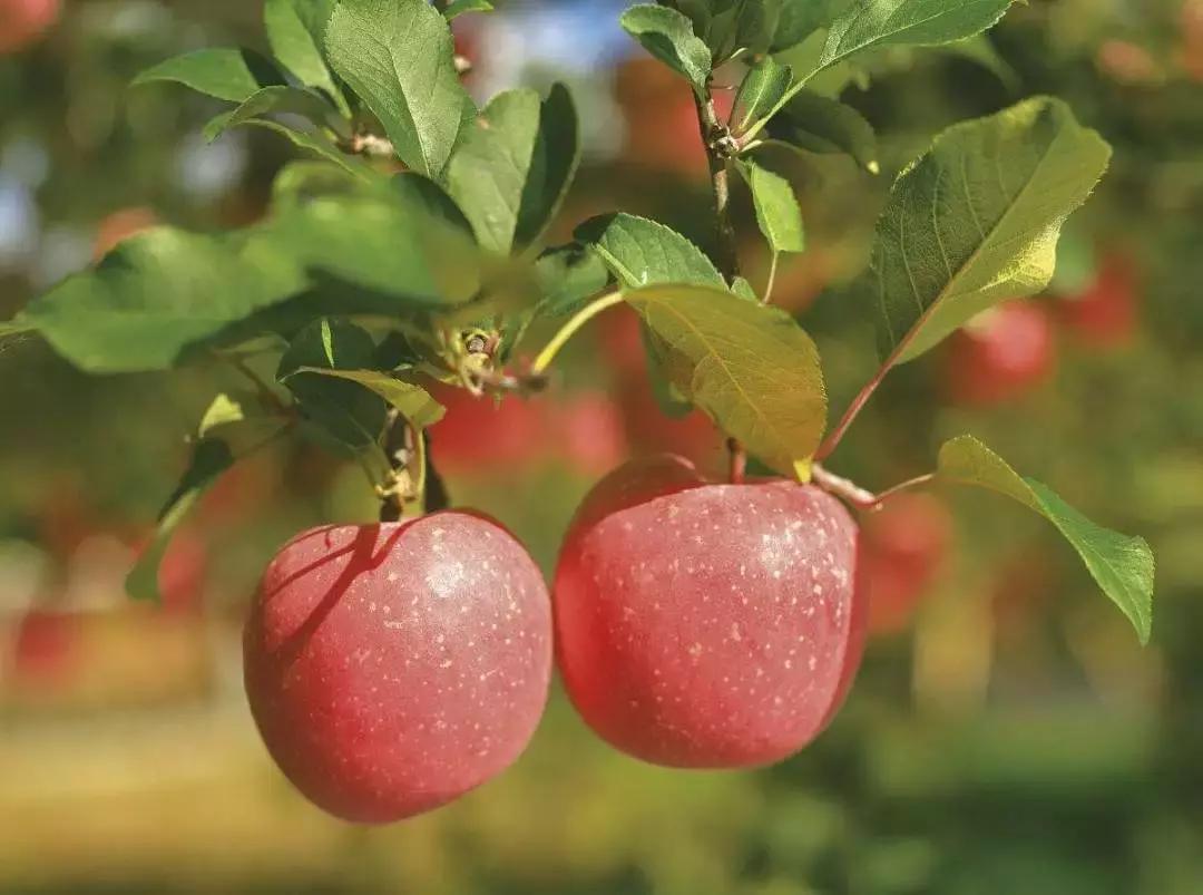 飘着果香的青森县——一颗苹果带来的鲜味与感动