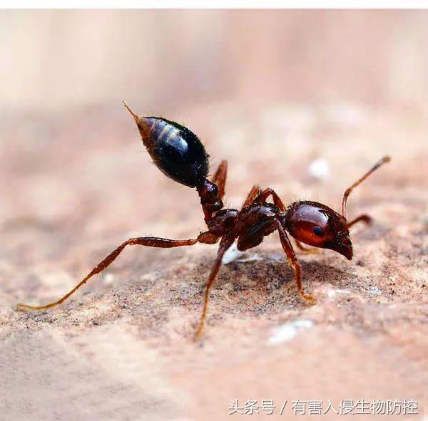 被红火蚁咬了怎样治疗,被红火蚁咬怎么治疗