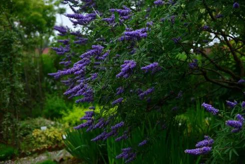 好种植的藤本植物,45种植物图片