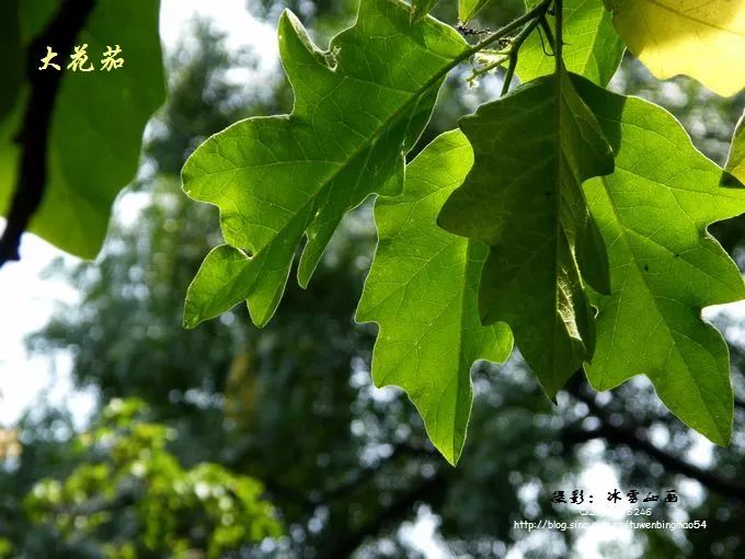 好种植的藤本植物,45种植物图片