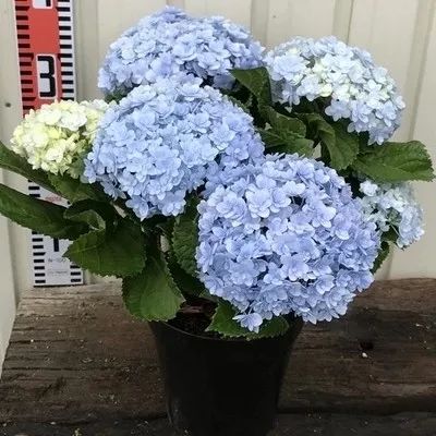 好种植的藤本植物,45种植物图片