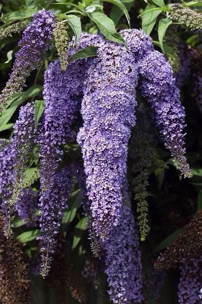 好种植的藤本植物,45种植物图片