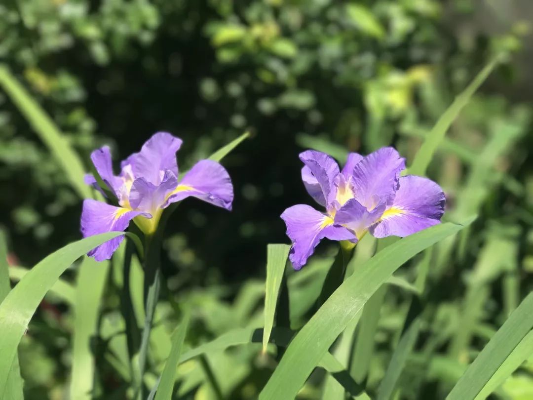 好种植的藤本植物,45种植物图片