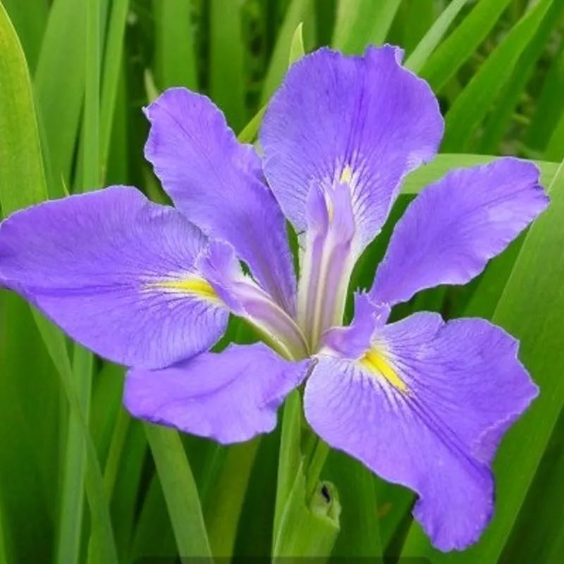 好种植的藤本植物,45种植物图片