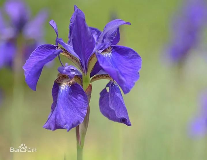 好种植的藤本植物,45种植物图片