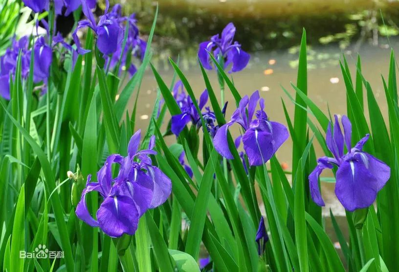 好种植的藤本植物,45种植物图片