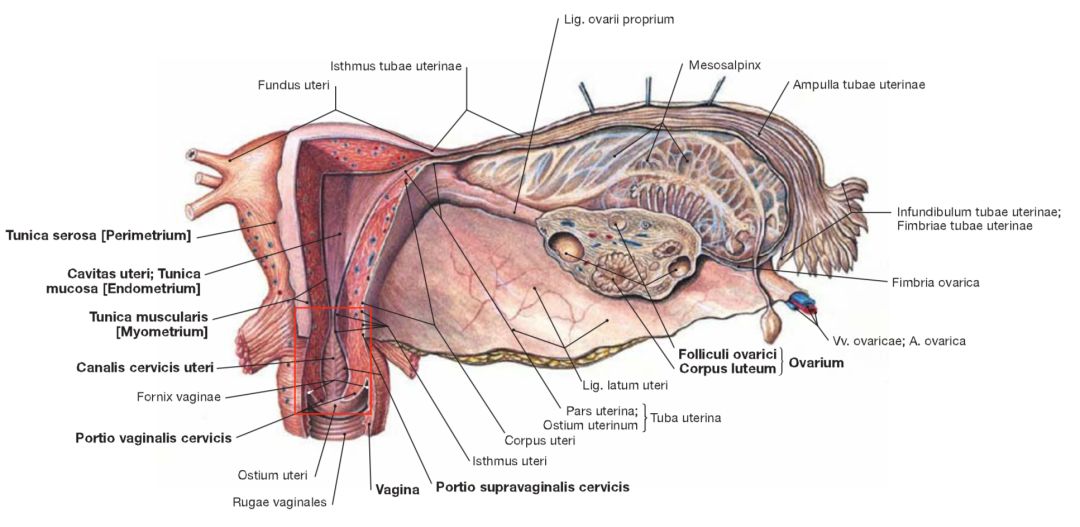 宫颈癌筛查1000多,宫颈癌筛查推介会