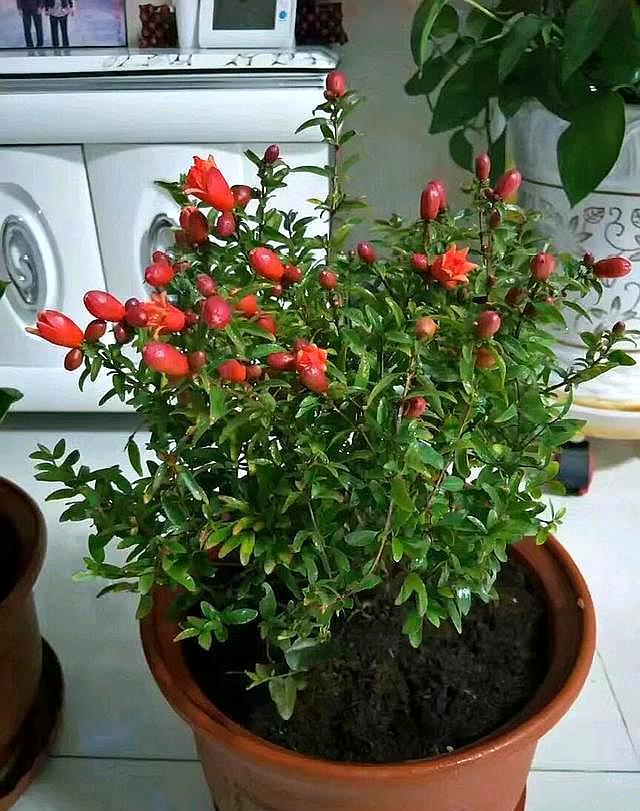 把石榴埋土里培育,石榴盆栽放在家里的正确方法