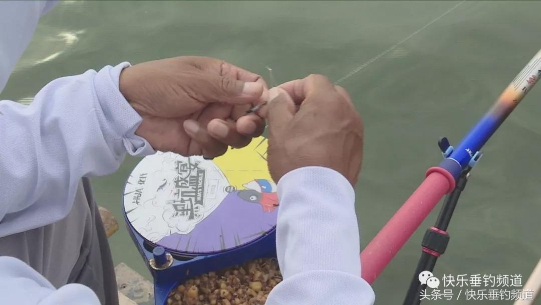 秋季钓草鱼鲤鱼绝佳饵料配方,秋季晚上钓草鱼最好的方法