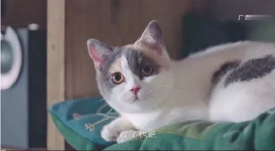 吸猫热潮来袭,养猫被忽悠的那些事