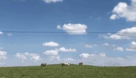 骆驼妈妈讲故事,骆驼妈妈完整版