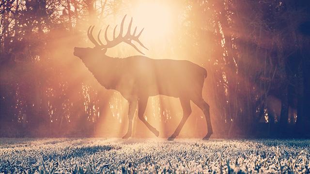 我爱你不止,iloveyou表白的暗号英语