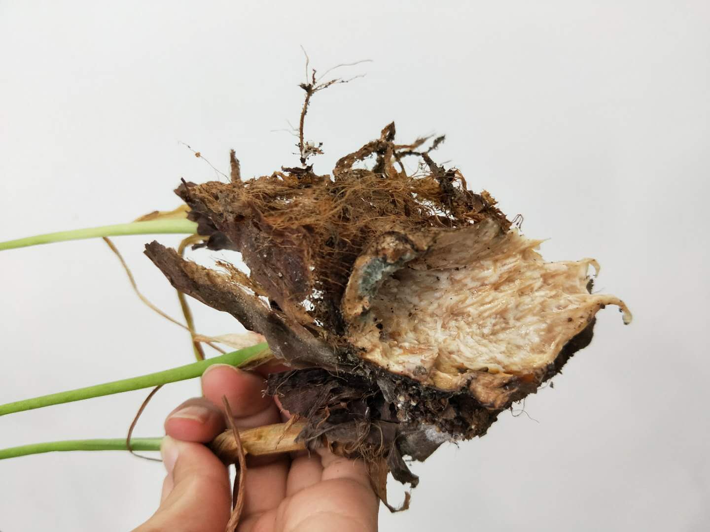 滴水观音烂茎怎么补救,滴水观音茎腐烂了怎么办