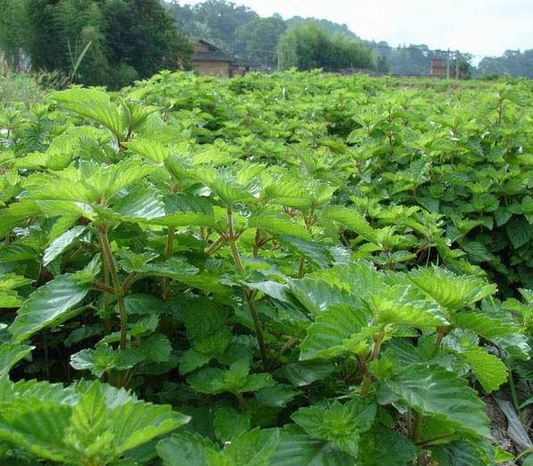 黑凉粉一坨一坨的,黑凉粉路边