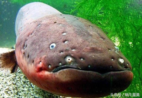 电鳗是正常的地球生物吗,电鳗是有放电能力的淡水鱼