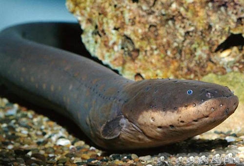 电鳗是正常的地球生物吗,电鳗是有放电能力的淡水鱼