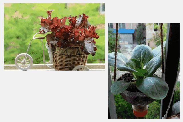 打造小菜园怎么种菜好看,自制阳台立体小菜园