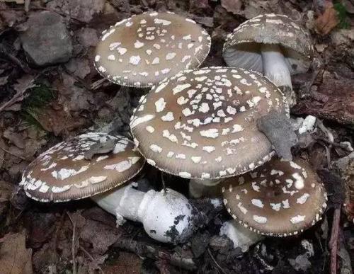 青海毒蘑菇图鉴,常见毒蘑菇图鉴福建