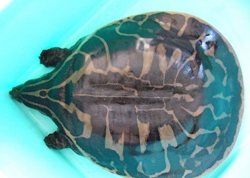 龟鳖目动物大全及图片,所有龟鳖类动物