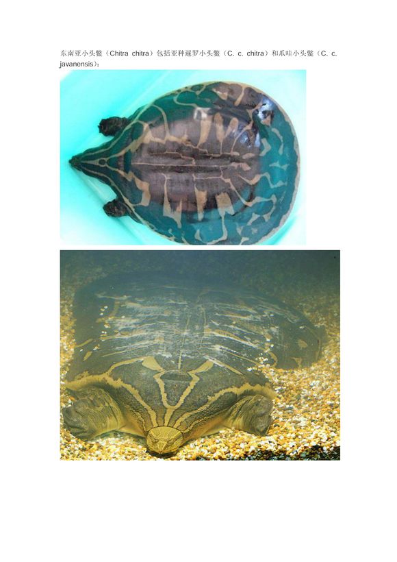 科普龟类知识视频展示,所有龟鳖类动物