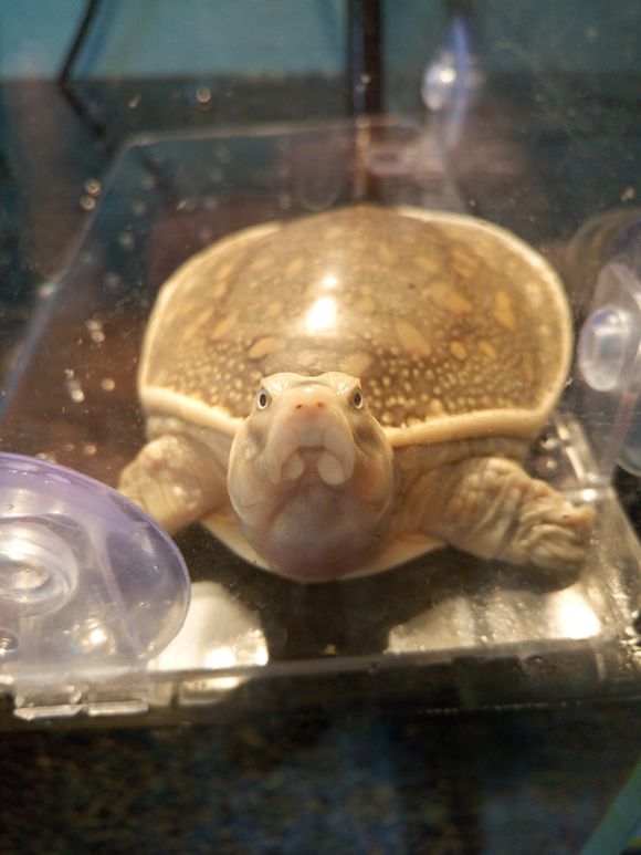 科普龟类知识视频展示,所有龟鳖类动物