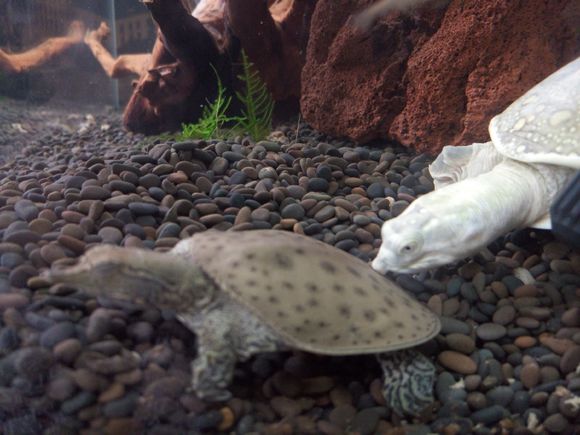 科普龟类知识视频展示,所有龟鳖类动物