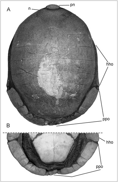 科普龟类知识视频展示,所有龟鳖类动物