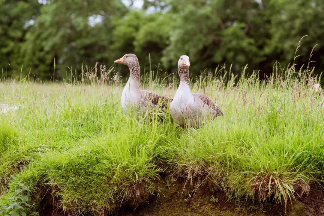 为什么英国人喜欢旅游呢,英国人的城镇和乡下生活