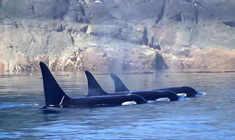 朋友圈代购真实案例,代购究竟有多暴利