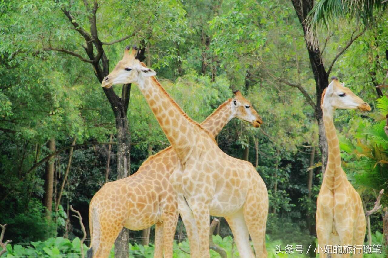国内哪个动物园有考拉,广州长隆野生动物园考拉馆介绍