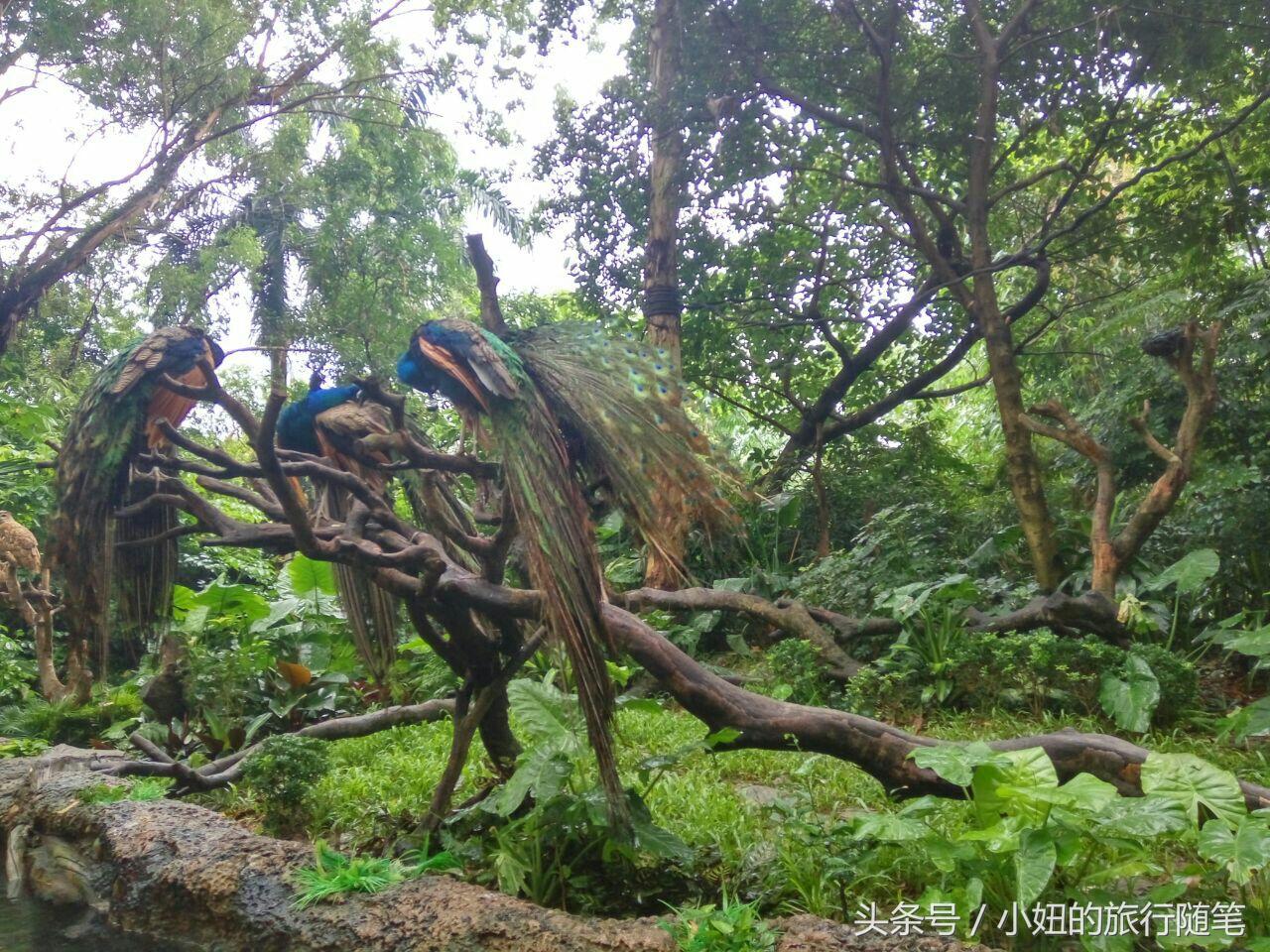 国内哪个动物园有考拉,广州长隆野生动物园考拉馆介绍