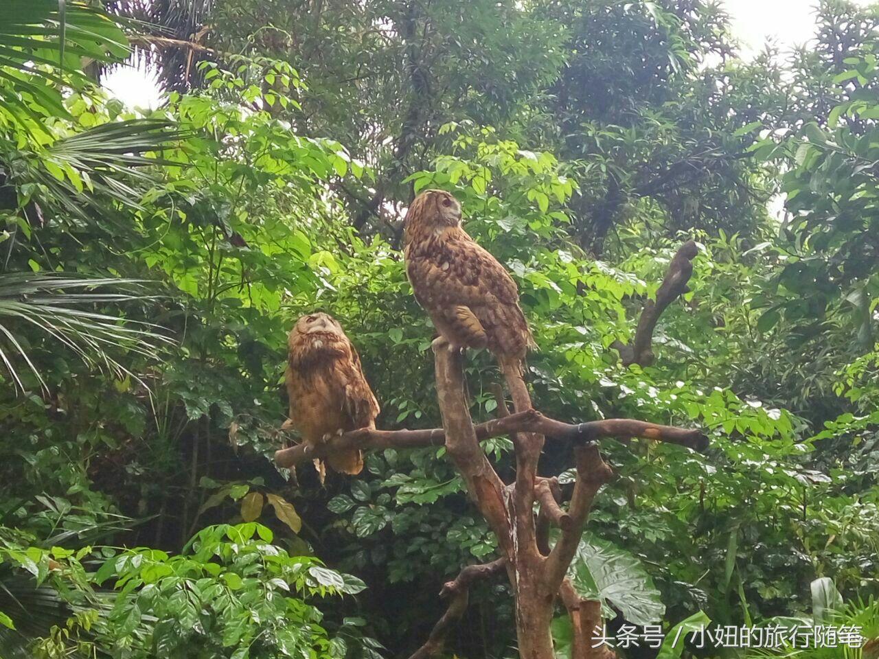 全国唯一可以看考拉的动物园,考拉野生动物园