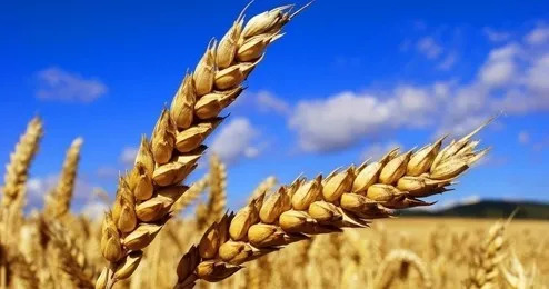 投资人告诫农业创业者：创业应该找到价值和壁垒，否则很难融到钱