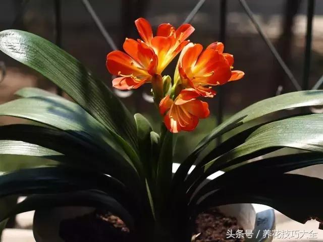 聚财旺家保平安,家里放什么聚财聚运气