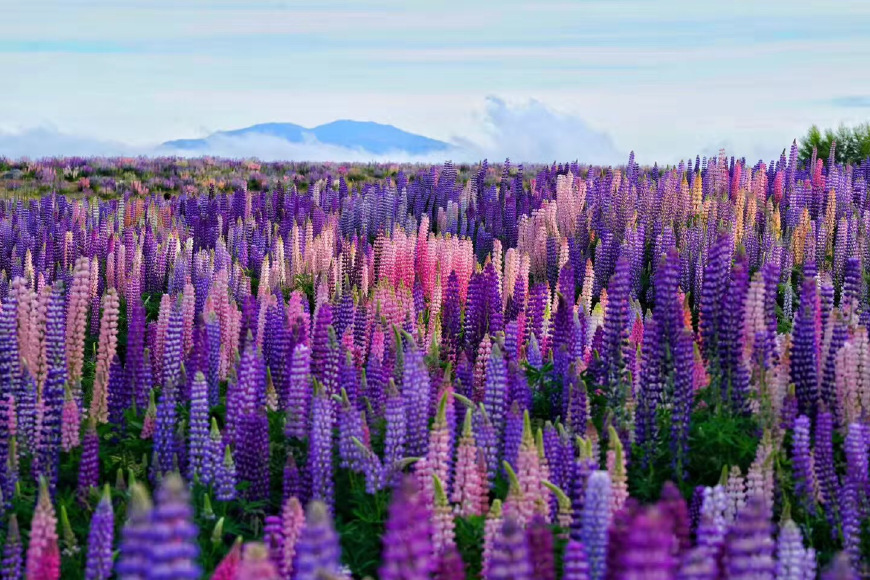 新西兰签证办理流程图片高清大图,新西兰网签费用多少钱