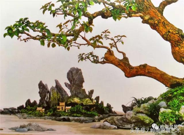 精品掌中宝三角梅盆景,顶级国宝级三角梅盆景