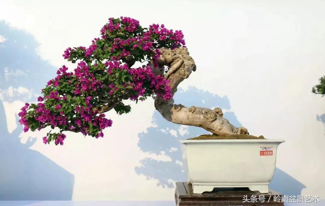 精品掌中宝三角梅盆景,顶级国宝级三角梅盆景