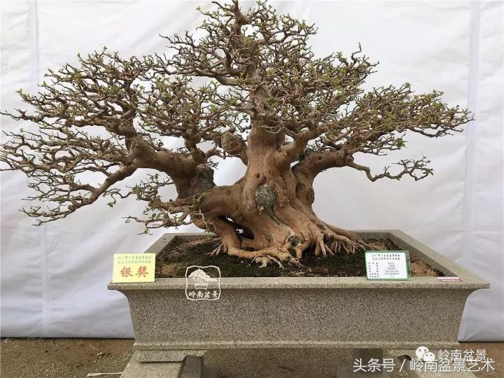 精品掌中宝三角梅盆景,顶级国宝级三角梅盆景