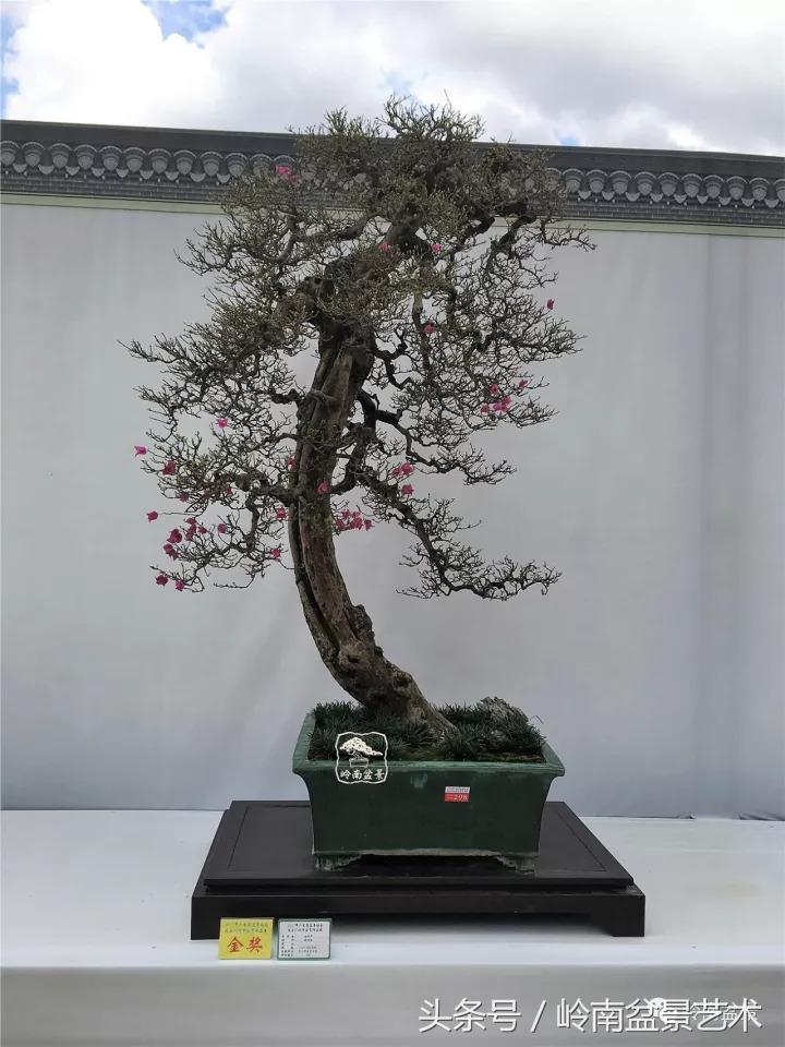 精品掌中宝三角梅盆景,顶级国宝级三角梅盆景